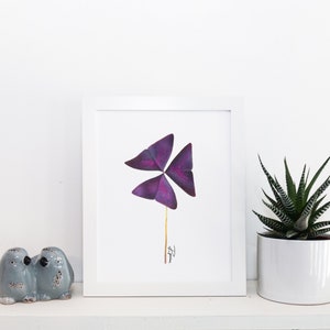 Hand Drawn Oxalis Plant Print on Giclee