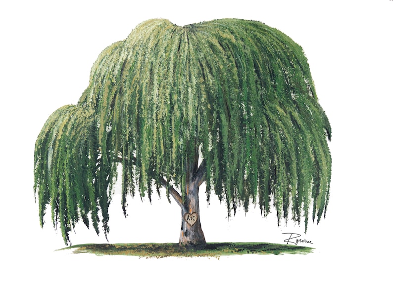 Impresión de sauce llorón pintado a mano en Giclee con o sin Etsy España