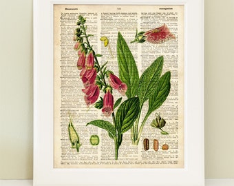 Botanical Decoration Print  on The World Book dictionary page. print 8"x10"