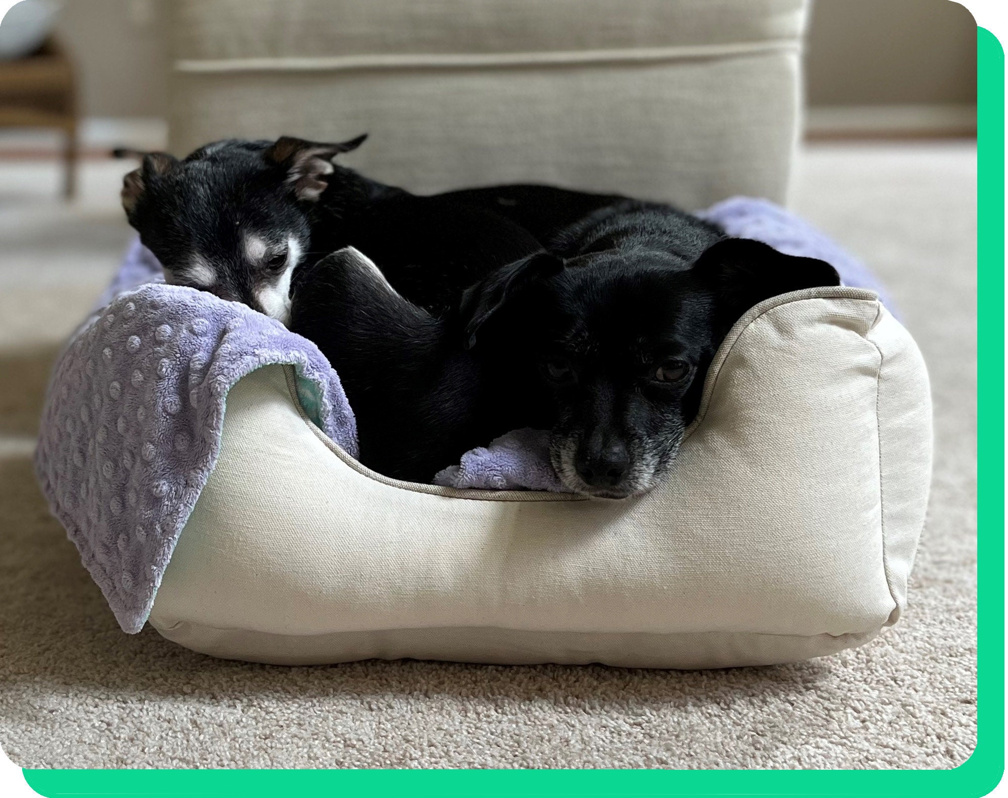 cocoon dog bed costco