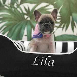 Lila the French Bulldog enjoying her black/white striped dog bed