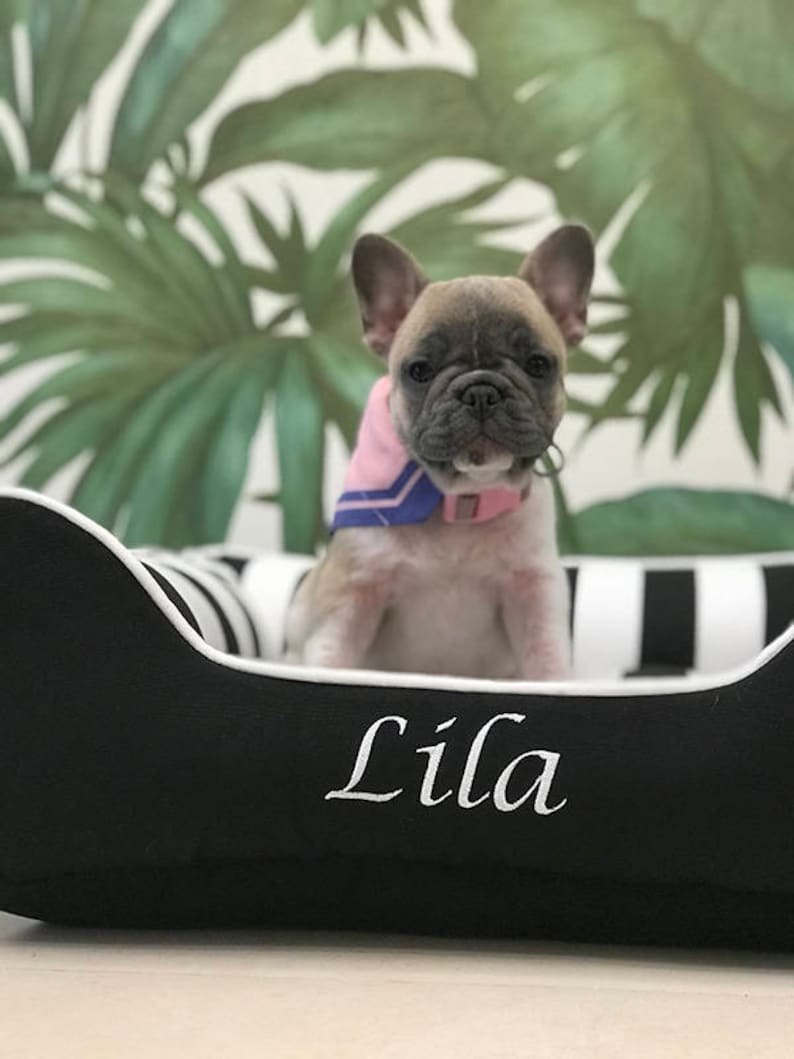 Lila the French Bulldog enjoying her black/white striped dog bed
