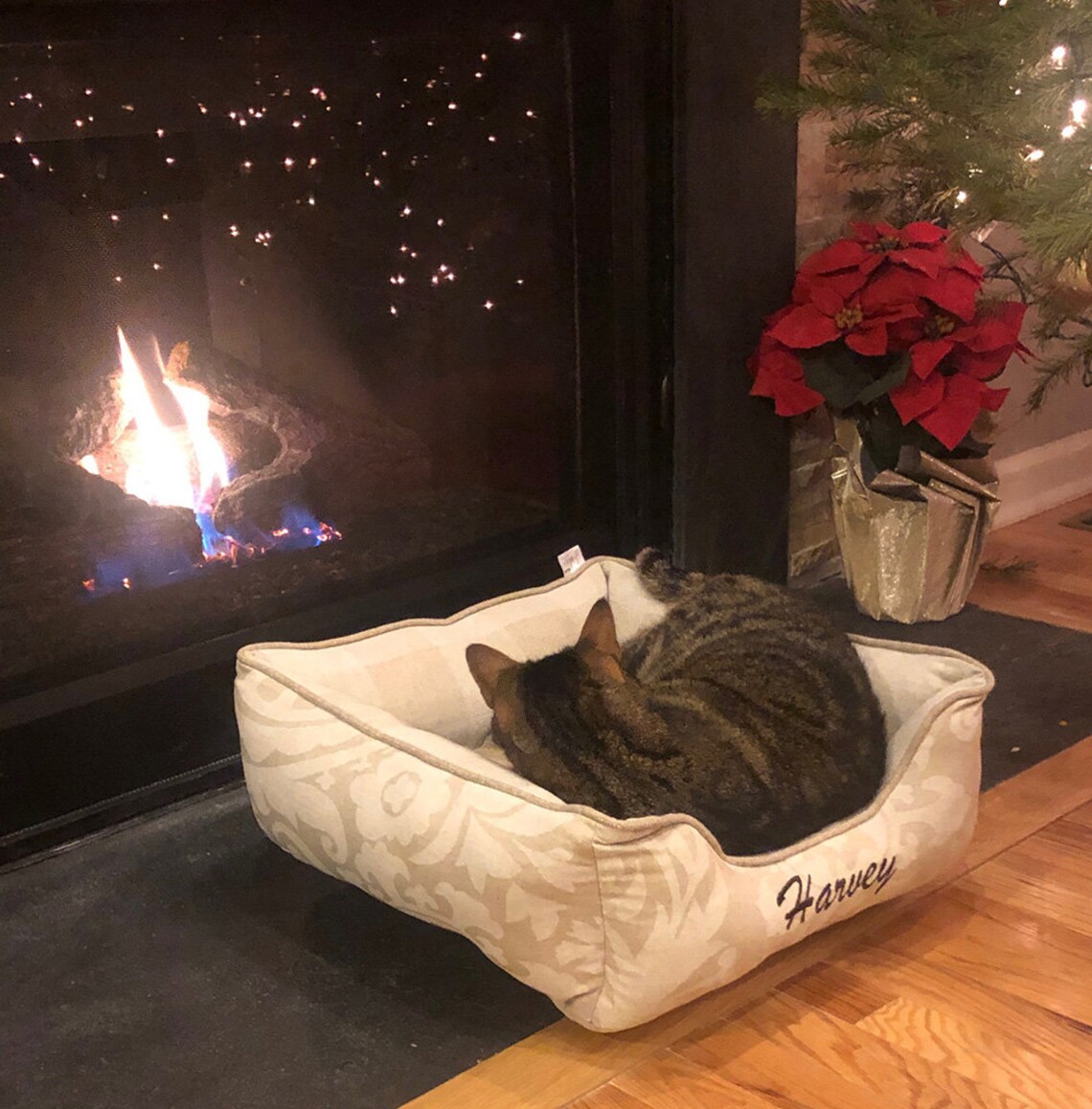 Personalized Cat Bed With Name Cozy Cat Bed Cat Lover Gift Etsy