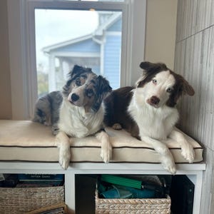 custom size window seat dog bed with memory foam. two happy aussies!
