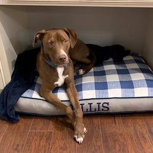 Ellis enjoying his custom bed