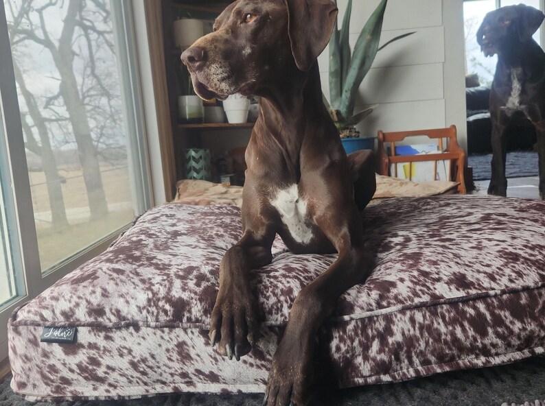 happy dog enjoying their new custom bed
