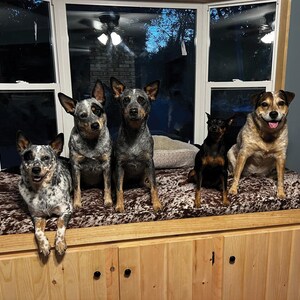 5 lucky pups enjoying their new custom size bench cushion