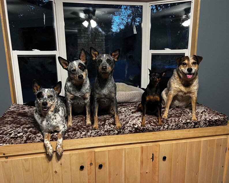 5 lucky pups enjoying their new custom size bench cushion