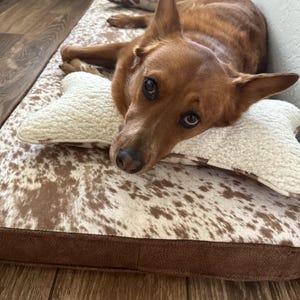 pup enjoying their custom size dog bed with bone pillows