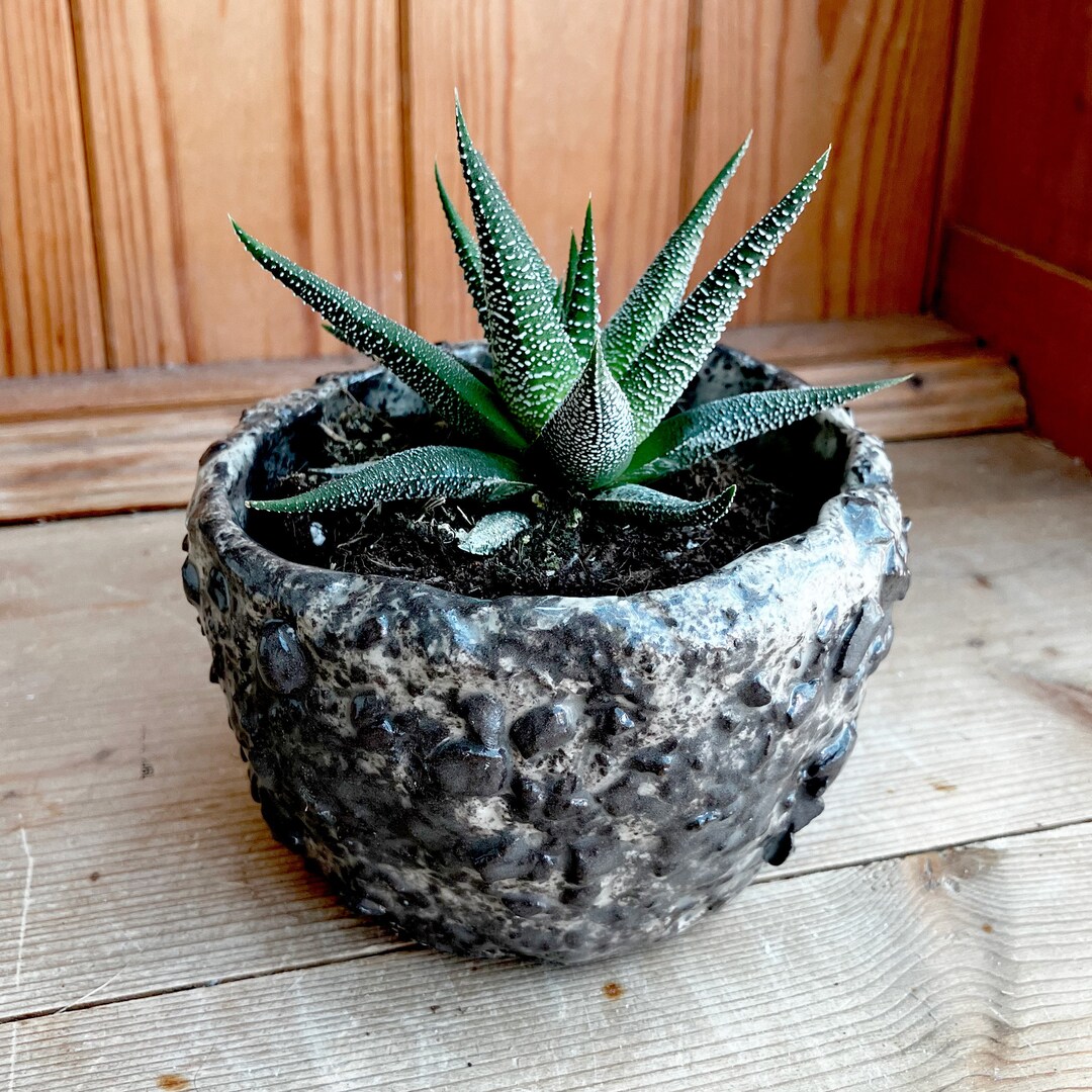 Artificial Plant in Black Ceramic Pot main image 1
