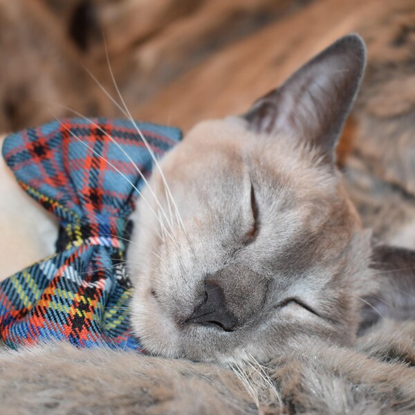 XS Anderson Ancient Tartan  Cat / Sml Dog Bow Tie - Pet Couture - Designer - Handmade By House Of Harrie Hattie