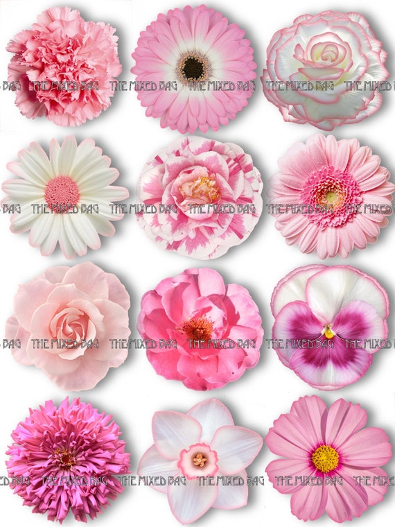 Featured image of post Flower Stickers Transparent Background : You can download from our site free files psd, 7 png, flowers with transparent background.