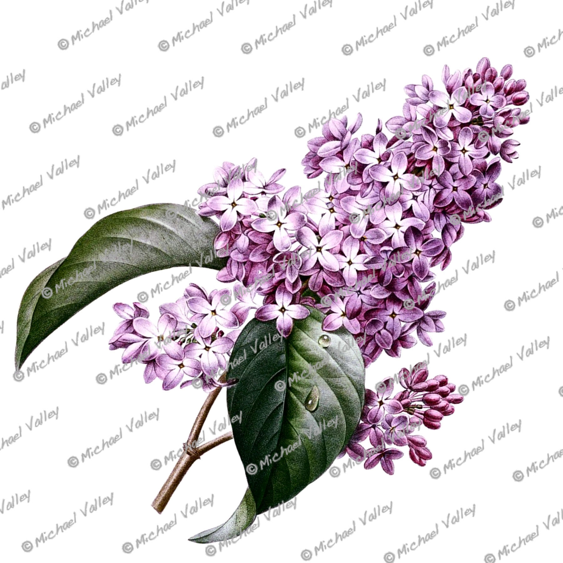 Purple Lilacs Vintage Botanical Drawing Beautifully detailed Etsy