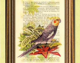 JON the COCKATIEL  - Parrot -  Parakeet - Dictionary art print -Vintage book page print recycled - Art Print Dictionary