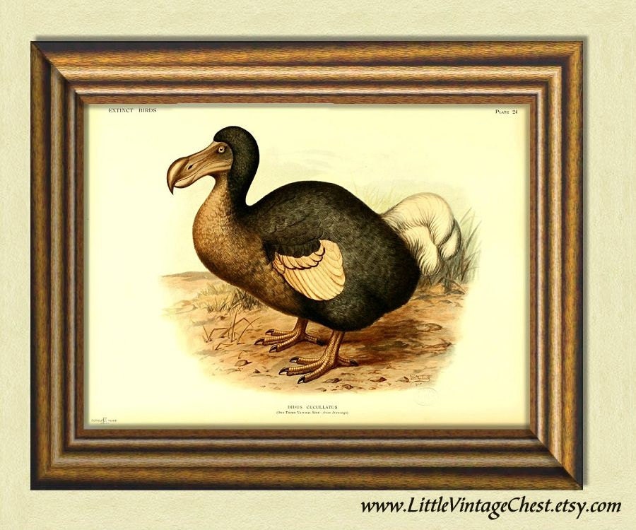 Am I Extinct, Or What? (Dodo Bird Portrait) Ceramic Tile