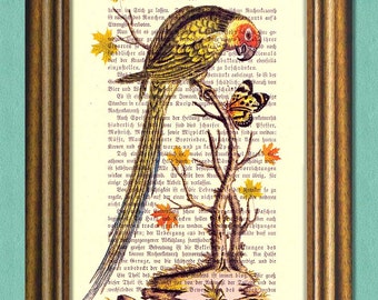 CONVERSATION Parrot And Butterfly Dictionary Art Print  Wall Art