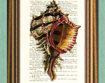 SEA LIFE - SHELL - Dictionary Art Print - Nautical Print - Upcycled Antique Book Page -