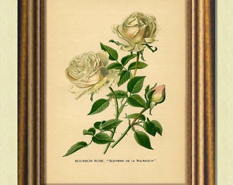 BOURBON ROSE - Antique Botanical Art Print - Victorian art - Old botanical prints Vintage prints Vintage flower print 8x10 Garden Wall Art