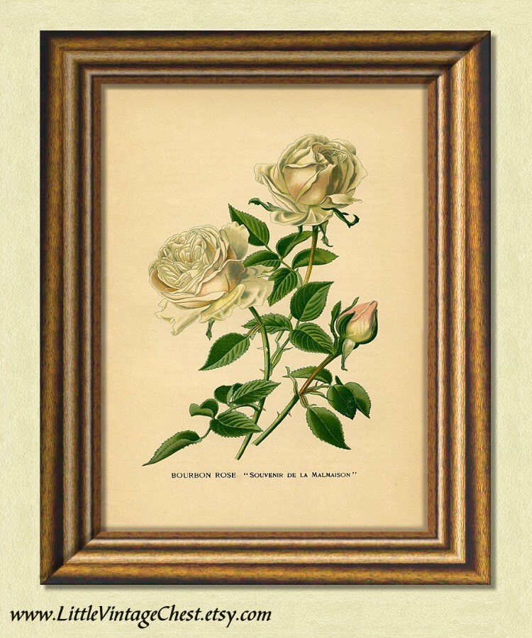 BOURBON ROSE Antique Botanical Art Print Victorian Art Old Botanical ...