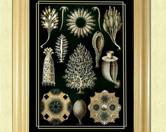 SEA LIFE HARMONY 2 - Vintage print - Poster - Biological - Nautical