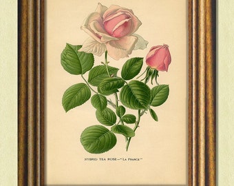 TEA ROSE - Antique Botanical Art Print - Victorian Illustration Poster - Old Botanical Print - Garden Wall Art