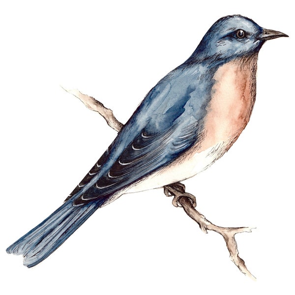 Scientific Illustration Prints Etsy