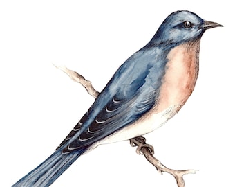 bluebird scientific illustration fine art print reproduction of a bird watercolor and pen painting