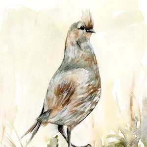 Quail bird watercolor original painting wildlife portrait