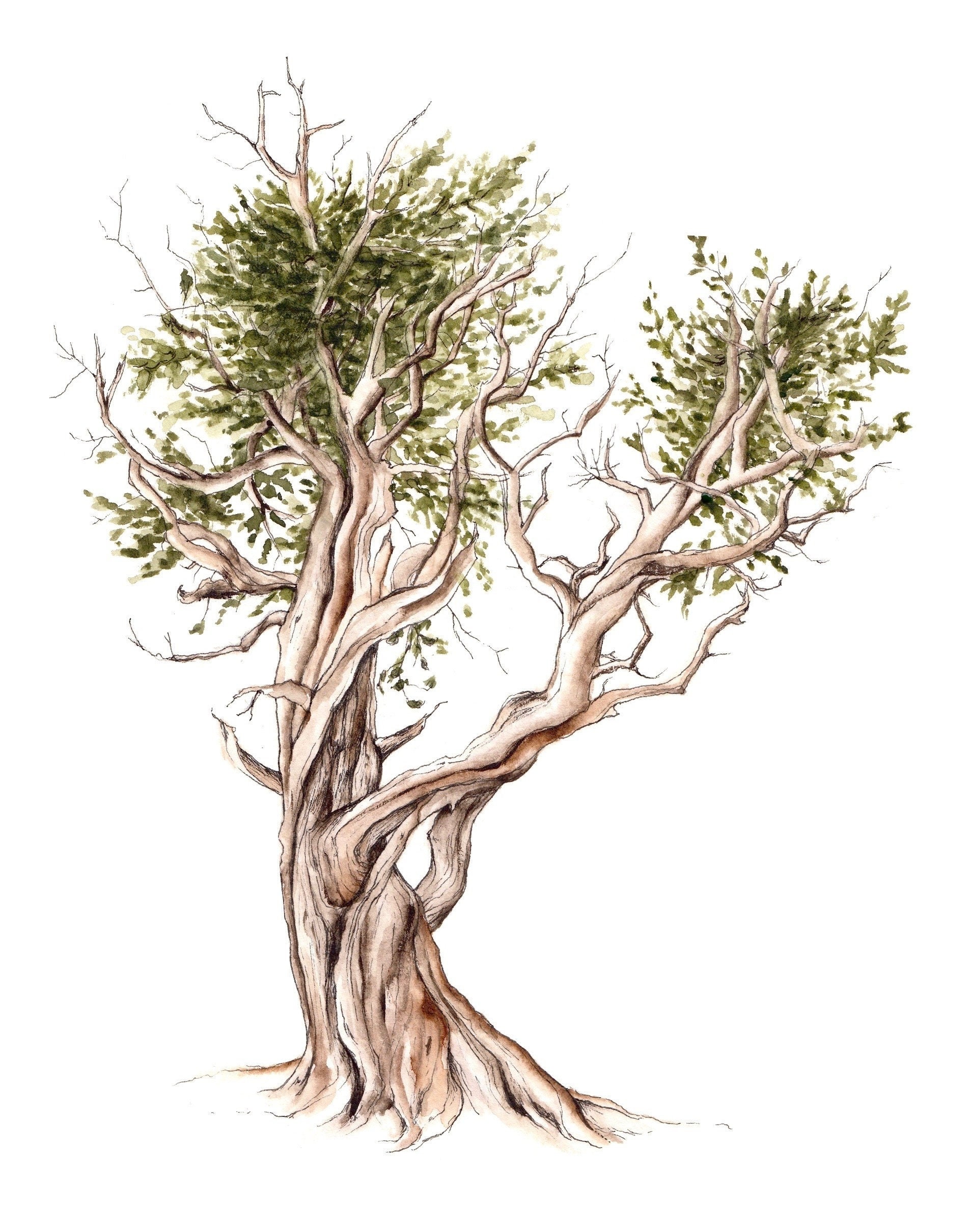 Bristlecone Pine Tree Scientific Illustration Fine Art Print Reproduction  of Old Tree Watercolor and Pen Painting - Etsy Denmark