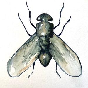Bug illustration fine art print reproduction of a bug fly scientific illustration watercolor painting image 2
