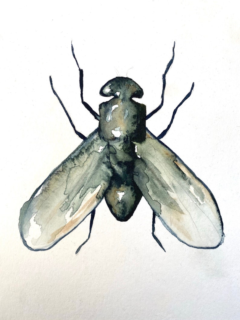 Bug illustration fine art print reproduction of a bug fly scientific illustration watercolor painting image 2