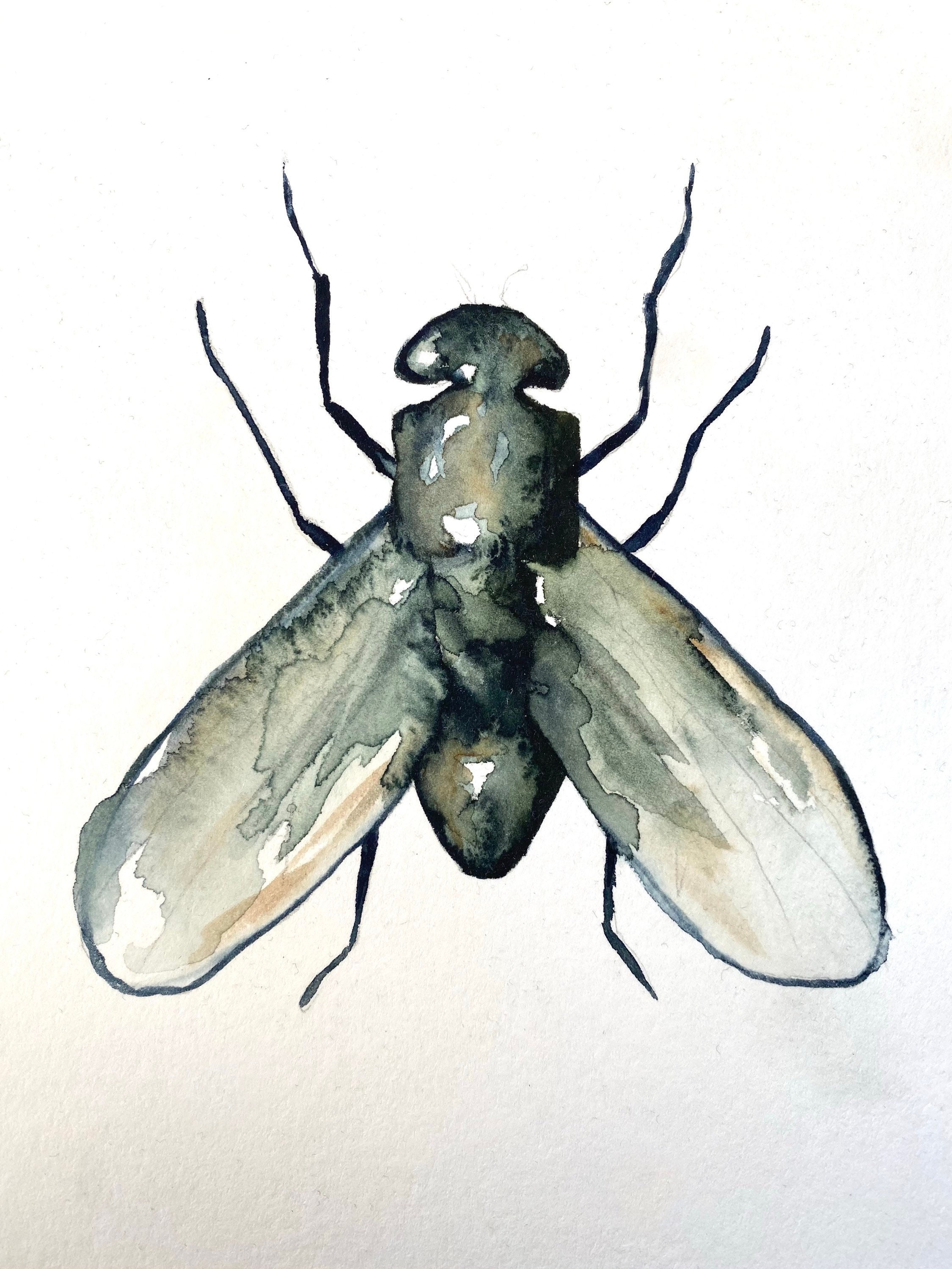 Bug Illustration Fine Art Print Reproduction of a Bug Fly Scientific ...