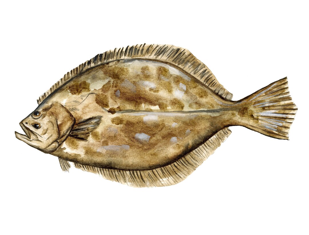 Flounder Fishing Art Print Fish Gift for Fisherman Reproduction