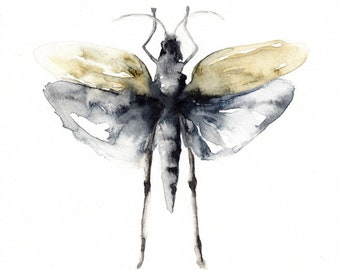 locust illustration fine art print reproduction of a locust bug scientific illustration watercolor painting