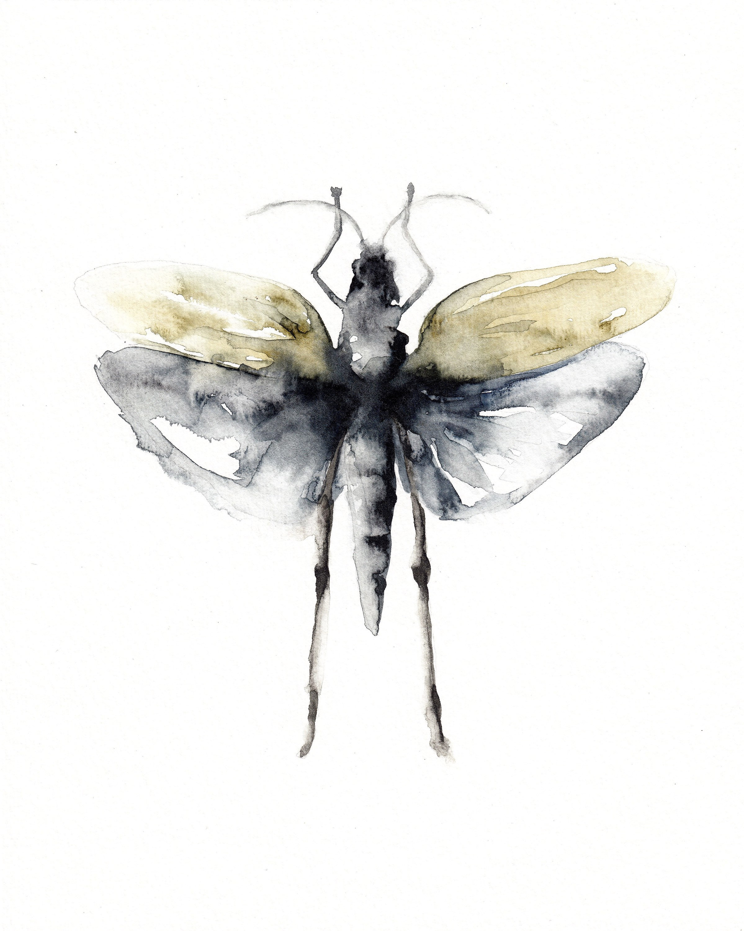 Locust Illustration Fine Art Print Reproduction of a Locust Bug ...