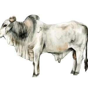 Large brahman bull cow wildlife canvas art print reproduction cow cattle painting by Meredith O&#39;Neal