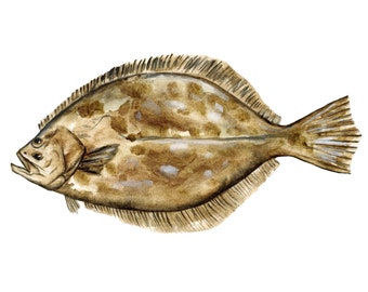Flounder fish Texas watercolor original painting wildlife portrait