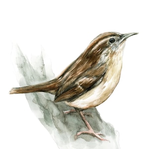 Carolina wren bird illustration fine art print reproduction of a bird watercolor painting scientific