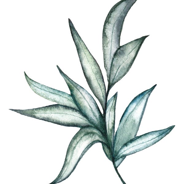 Original 5 x 5 inch watercolor painting of a blue plant by Meredith O'Neal