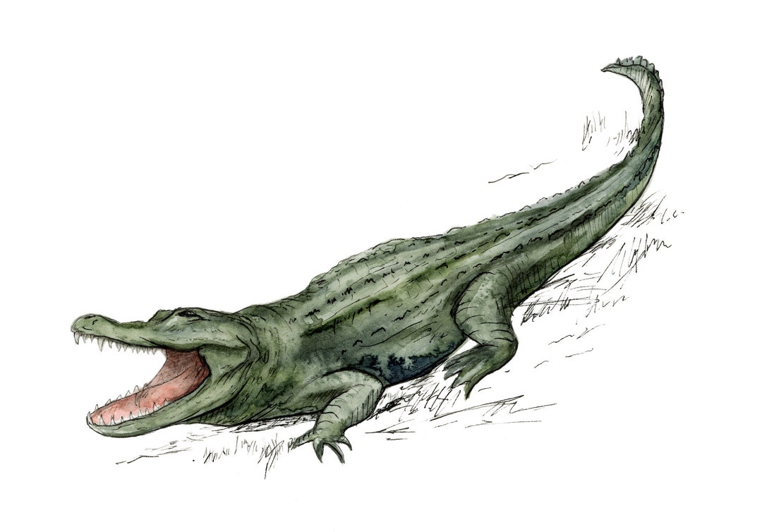 Coloriage Crocodile d'eau Salée - télécharger et imprimer gratuit