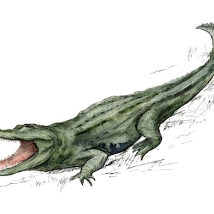 alligator illustration wildlife gator art print reproduction watercolor crocodile painting by Meredith O&#39;Neal