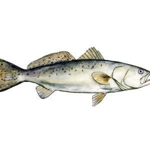Speckled trout fishing art print fish gift for fisherman reproduction watercolor painting by Meredith O&#39;Neal