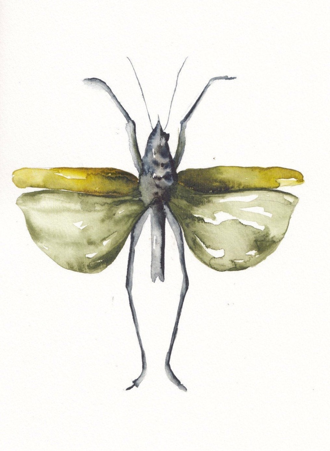 Locust Illustration Fine Art Print Reproduction of a Locust Bug ...