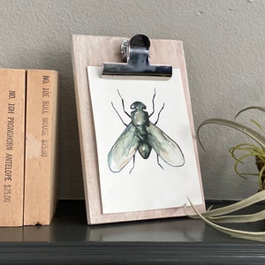 Bug illustration fine art print reproduction of a bug fly scientific illustration watercolor painting
