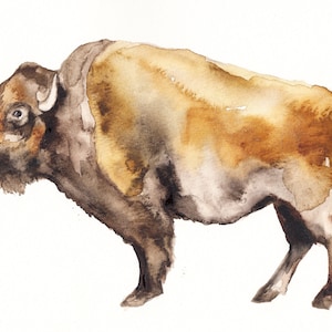 bison buffalo art print reproduction watercolor buffalo painting by Meredith O&#39;Neal