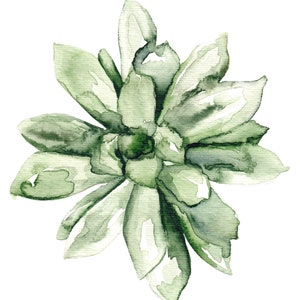 Fine art print reproduction of a succulent plant watercolor painting