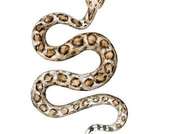 Rattlesnake watercolor original painting western diamondback animal wildlife portrait texas