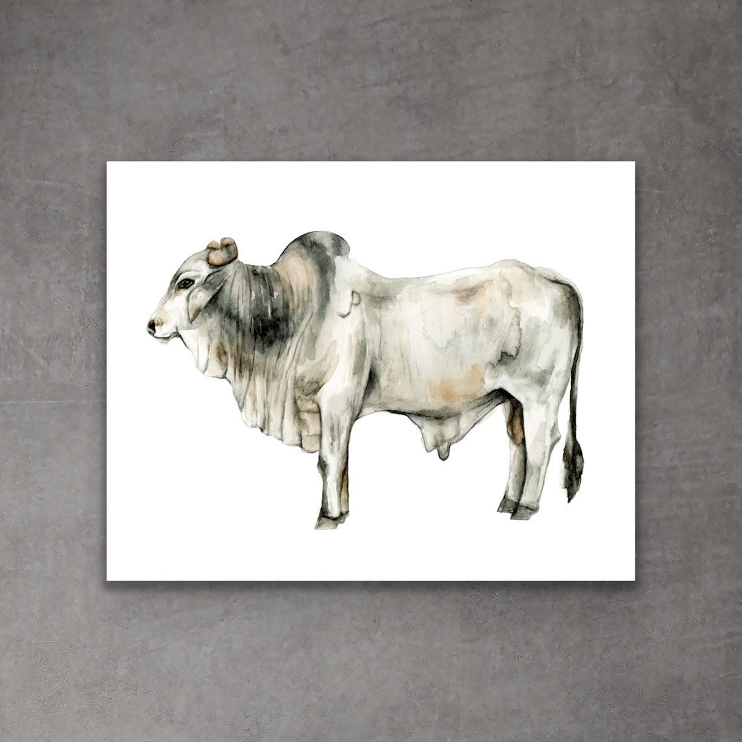 Brahman Bull Cow Cattle Wildlife Art Print Reproduction Watercolor Cow ...