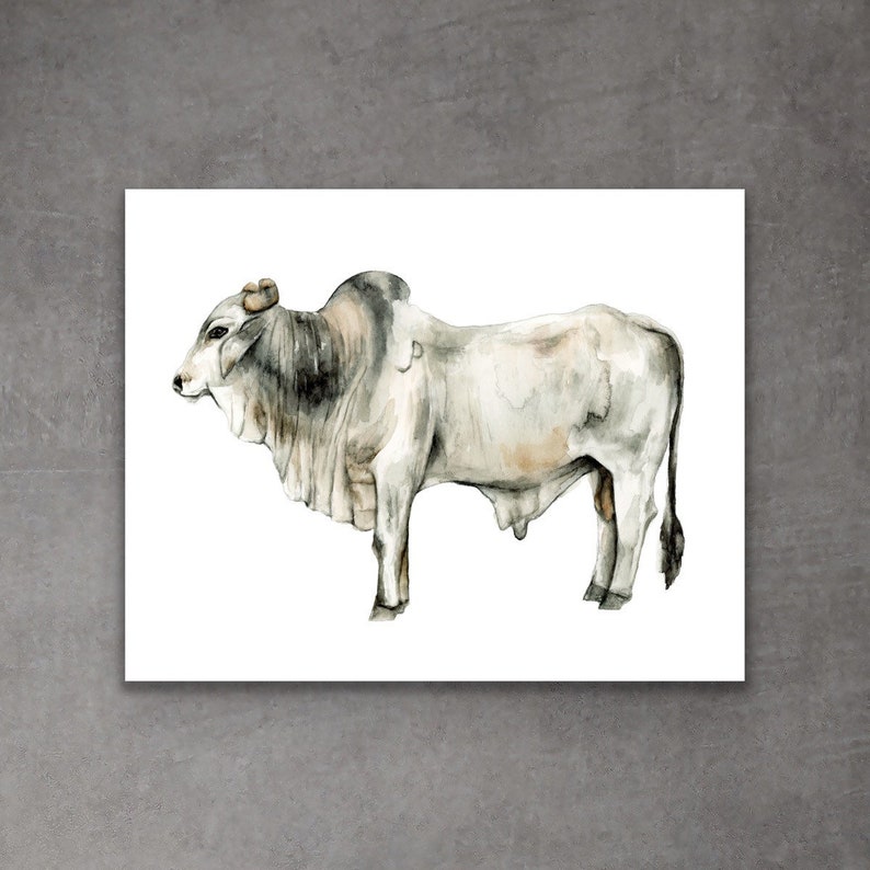 Brahman Bull Cow Cattle Wildlife Art Print Reproduction Watercolor Cow ...