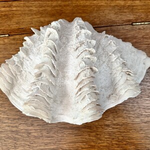 May include: A large, off-white clam shell with a textured surface and a ruffled edge. The shell is resting on a wooden surface, showcasing its natural form and intricate details. The shell's color is a soft, neutral tone.